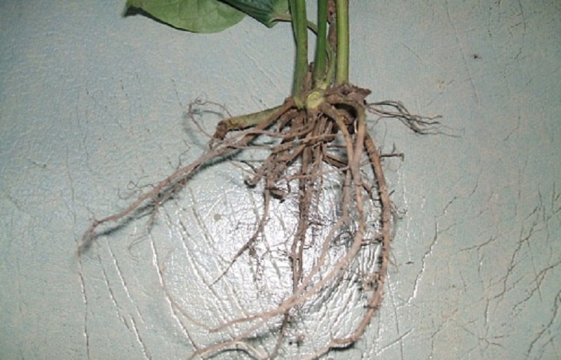 Phần rễ cây lá lốt chữa đau răng vô cùng hiệu nghiệm