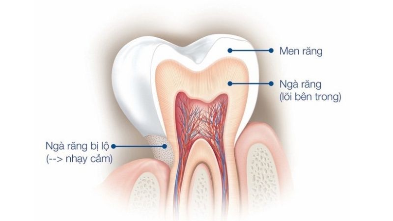Men răng là gì và có cấu tạo như thế nào?