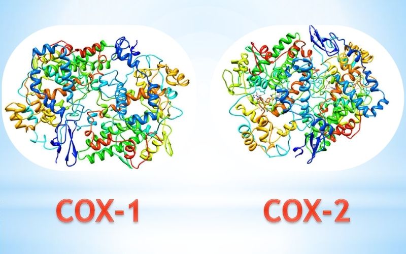 Cơ chế tác dụng của thuốc NSAIDS thông qua hai enzym chính là COX-1 và COX-2